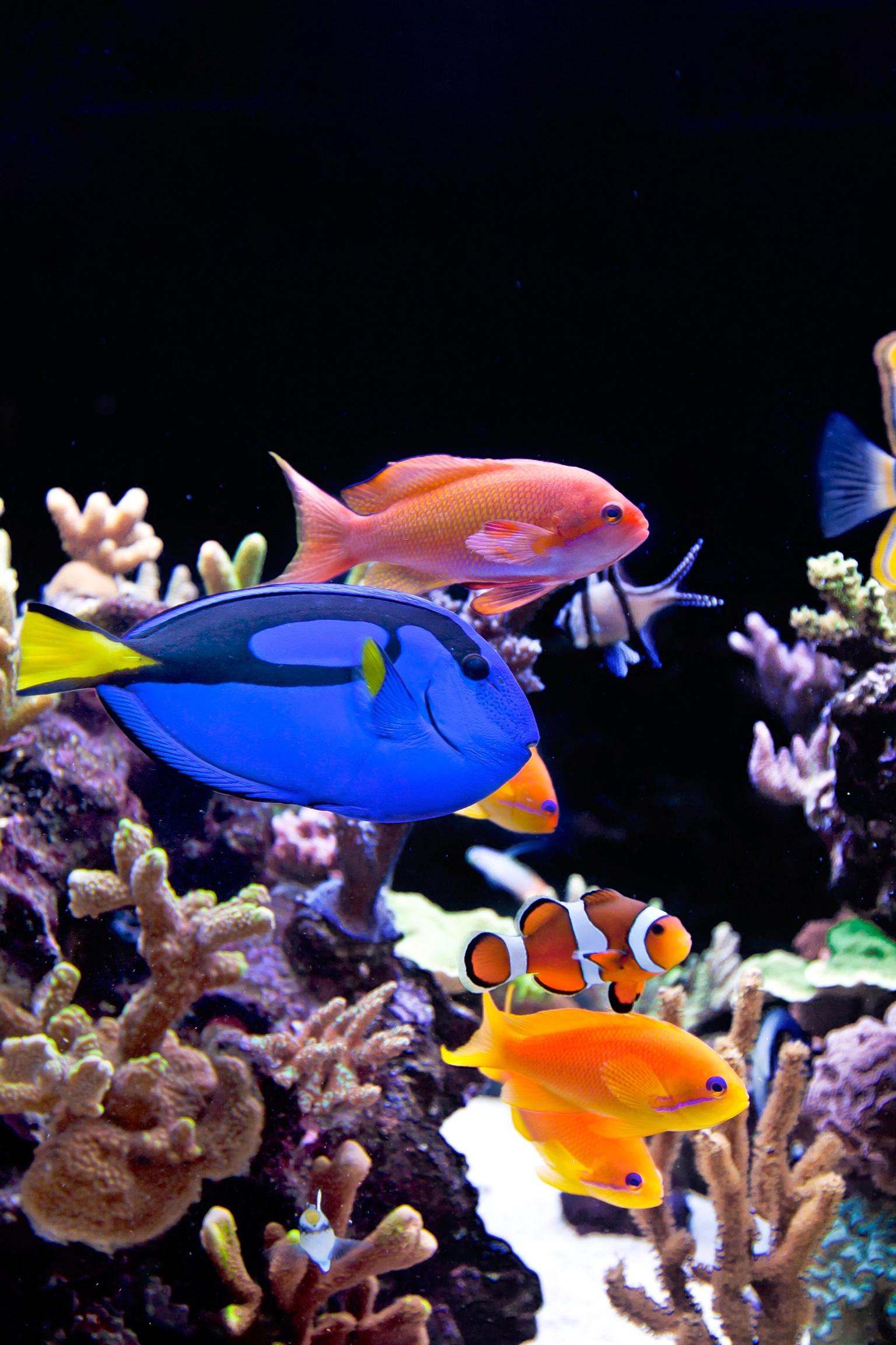 aquaholics live fish